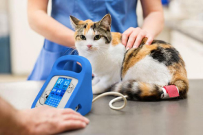 In the era of pet economy, pet care is becoming more and more important~